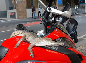 Crocodile Bike