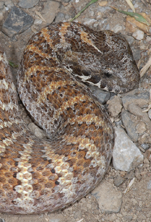 Death Adder