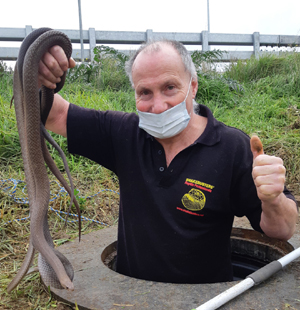 Brown snakes