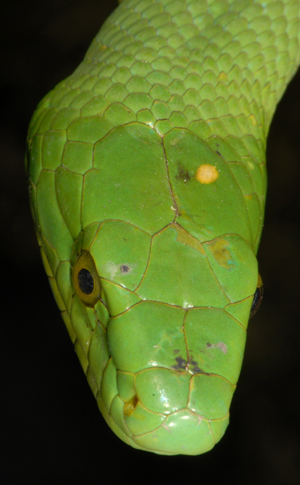 Green Mamba