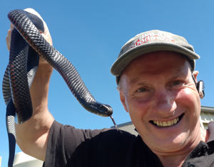 Black snake with snake catcher